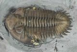 Greenops Trilobite - Arkona, Ontario #164404-8